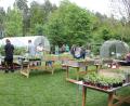 Bild: bjp
Da freuten sich Vorsitzende Susanne Bäumler und ihre Mannschaft: Überraschend viele Gäste besuchten die erste Weihersberger Pflanzenbörse des Obst- und Gartenbauvereins Trabitz, die komplett mit ökologisch gezüchteten Pflanzenzöglingen aus eigenem Anbau von Familie Bäumler bestückt war.