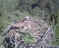 Bild: Webcam Stadt Eschenbach/exb
Einer der beiden Altvögel füttert die beiden wenige Tage alten Fischadler-Küken im Horst am Großen Rußweiher in Eschenbach.