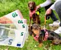Symbolbild: Gabi Schönberger
Die Hundesteuer in Weiden ist Thema in der jüngsten Stadtratssitzung.