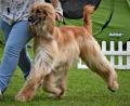 Bild: VDH Landesverband Franken/Oberpfalz/exb 
Internationale Rassehunde sind am 1. und 2. Juni in Gut Matheshof in Kreuth bei Rieden (Landkreis Amberg-Sulzbach) zu sehen.