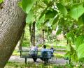 Bild: Gabi Schönberger
Bei hohen Temperaturen empfiehlt die Stadt, sich tagsüber in schattigen Bereichen aufzuhalten. Zum Beispiel unter Bäumen wie hier im Max-Reger-Park.