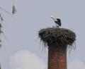 Bild: Katharina Matzke/exb
Ein Bild aus besseren Tagen, hier sind noch alle vier Jungstörche im Horst. Ein Altvogel passt auf sie auf. Am Mittwochabend ist das Nest jedoch unbeaufsichtigt gewesen, was ein fremder Storch zur Attacke genutzt hat.