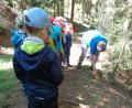Bild: Sabine Schinner/exb
Bei der Waldwoche des Kinderhauses Steinwaldzwerge Pullenreuth gab es viel zu entdecken.