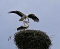 Bild: Katharina Matzke / exb
Offenbar hat der angreifende Storch das Storchenweibchen, das schon seit Jahren in Rothenstadt nistet, erobert, nachdem er das Nest angegriffen und die vier Küken tödlich verletzt sowie das Männchen verjagt hat.