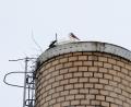 Bild: Wolfgang Steinbacher
Am Montagvormittag sitzt der Storch auf dem Schornstein von Guss Auer in Ammersricht.