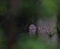 Bild: -/HHM-Photography/VLAB/dpa
Ein junger Habichtskauz sitzt in einem Baum im Naturpark Steinwald. Bei einem Monitoring im Naturpark Steinwald wurden in diesem Frühjahr zwei Brutpaare mit insgesamt fünf Jungtieren entdeckt.