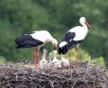 Bild: bey
Vierfachen Nachwuchs haben die Störche in Pleystein.