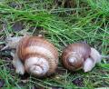 Bild: Wolfgang Winter
Eine seltene Schnecke mit linksgedrehtem Gehäuse.