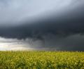 Symbolbild: Alexander Wolf/dpa
Dunkle Gewitterwolken ziehen hinter einem blühenden Rapsfeld auf.