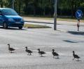 Symbolbild: Patrick Pleul/dpa
Watschelte wirklich eine Ente über die Straße? Eine 42-Jährige musste am Sonntagabend zwischen Neumarkt und Postbauer-Heng abrupt bremsen.