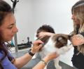 Bild: hka
Bade-Fee Sandra (links) und Friseurin Nena (rechts) bei der gemeinsamen Arbeit an Leopold, einem prächtigen Kater der Rasse Ragdoll mit halblangem Haar.