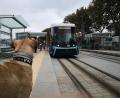 Bild: Istanbuler Stadtverwaltung
Istanbuler Straßenhund «Boji» , aufgenommen im Jahr 2021.
