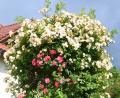 Bild: gf
Üppig ist derzeit die Rosenpracht im Garten von Alfons Graf in der Häringloherstraße.