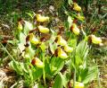 Bild: jp
Der Frauenschuh ist eine wunderschöne Orchideenart unserer Heimat und streng geschützt.