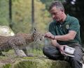 Bild: Ronald Wittek/exb
Mickisch füttert einen Luchs.