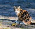 Symbolbild: Patrick Pleul/dpa
Eine junge Katze auf einer Dorfstraße. Im Tierheim in Amberg werden laut Tierschutzverein immer mehr kranke oder trächtige Katzen abgegeben.