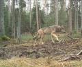 Archivbild: Forstbetrieb Pegnitz/exb
Ein Wolfsjährling im Veldensteiner Forst, aufgenommen von einer Wildkamera – jährlich kommen hier Welpen zur Welt.