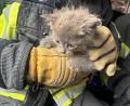 Bild: FF Spaichingen
Die Feuerwehr Spaichingen konnte ein Katzenbaby aus einem Fallrohr retten.