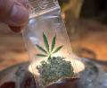 Symbolbild: picture alliance / dpa
Ein Mann wurde in Selb mit Marihuana in der Unterhose erwischt.