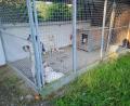 Bild: Deutscher Tierschutzbund, Landesverband Bayern e.V.
Unbekannte haben verletzte Hunde in einem Zwinger eines Tierheims ausgesetzt und sind verschwunden.