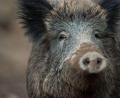 Bild: Lino Mirgeler/dpa
Ein Wildschwein schaut aus einem Wildschweingehege zum Fotografen.