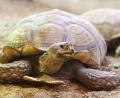 Symbolbild: Oliver Berg/dpa
Eine Schildkröte befand sich auf der Kreisstraße 28.