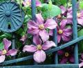 Bild: Marion Nickig/dpa
Im Juni öffnen die Clematis-Hybriden ihre Blüten. In vielen Gärten umranken sie Pfosten und Gittertore.