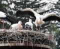 Bild: lst/exb
Der Platz im Nest wird weniger: Die Flosser Storchen-Eltern (links die Mutter) sind größenmäßig nicht mehr von ihren drei Jungvögeln zu unterscheiden.
