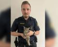 Bild: Polizeiinspektion Amberg
Die Polizei hat das Katzenbaby Mona gerettet.