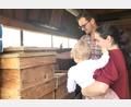 Bild: wro
Die bei der Familie Beer lebenden Carnica-Bienen sind laut Florian Beer sehr friedlich. Deshalb nehmen Sarah und Florian Beer die kleine Lotte unbesorgt mit ins Bienenhaus.