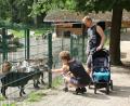 Archivbild: Götz
Der Wild- und Freizeitpark Höllohe im südlichen Landkreis ist ein Anziehungspunkt für junge Familien.