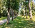Bild: gri
Vor über 100 Jahren ist der Eichenhain am Kalvarienberg bei Kemnath am Buchberg gepflanzt worden.