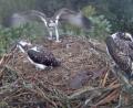 Bild: Webcam Stadt Eschenbach/exb
Die Jungadler machen nicht nur Flugübungen sondern verlassen bereits das Nest am Eschenbacher Rußweiher.
