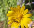 Bild: Wolfgang Winter/exb
Der Wiesenbocksbart ist eine typische Wiesenblume. Immer öfter findet man sie auch an Böschungen.