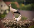 Bild: Fabian Krafczyk
Nach acht Jahren hat die erste Storchenfamilie das Nest hoch über Teunz in Beschlag genommen.