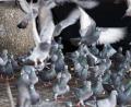 Bild: Boris Roessler/dpa
Die Limburger Stadttauben sorgen seit Monaten für Diskussionsstoff. Nach einem Mehrheitsvotum für ihre Tötung sollen 200 Tiere jetzt eine neue Heimat finden.