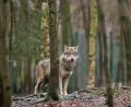 Symbolbild: Klaus-Dietmar Gabbert/dpa
Ein Wolf soll im Landkreis Neustadt/WN Schafe angegriffen haben. Sechs sind tot, mehrere verletzt, wie auf der Homepage des Landesamt für Umwelt steht.