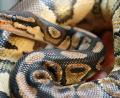 Bild: Boris Roessler/dpa
Eine junge Königspython (lateinisch Phyton regius)