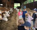 Bild: Vanessa Rosner/exb
Viel Interessantes gab es auf dem Bauernhof der Familie Rosner in Kondrau zu entdecken.