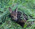 Bild: Christl Schemm/exb
Rehkitzretter müssen immer wieder erleben, dass Jungtiere bei Mäharbeiten schwerst verletzt oder getötet werden. Die Tierschützer appellieren an die Landwirte, einfach zum Telefonhörer zu greifen – dann kommt eine Drohne zum Einsatz.