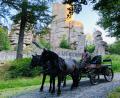 Bild: Thomas Engelhardt/exb
Seit 2023 gibt es bei „Bio erleben“ einen Kutschen-Samstag: Hier ist die Kutsche vor der Burgruine Weißenstein im Steinwald zu sehen.