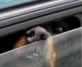 Bild: Stephan Jansen/dpa
Weil es seinen Hund bei 36 Grad Celsius Außentemperatur im Auto zurückgelassen hatte – hier ein Symbolbild –, wurde ein Ehepaar nun zu einer Geldstrafe in Höhe von jeweils 2100 Euro verurteilt.