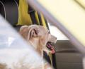 Symbolbild: Christin Klose
Für zwei Hunde kam jede Hilfe zu spät. Sie waren wohl stundenlang ohne Frischluft bei Hitze und Sonnenschein in einem Auto eingesperrt
