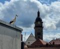 Bild: ge
Ein Jungstorch schaut interessiert auf die Auerbacher Innenstadt hinab.