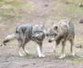 Bild: Soeren Stache/dpa-Zentralbild/dpa
Die bayerische Wolfsverordnung ist ab sofort unwirksam. Nach dem Urteil des Bayerischen Verwaltungsgerichtshof kündigte die Staatsregierung aber sofort eine inhaltliche Neuauflage an. (Archivbild)