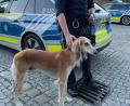 Bild: Polizeiinspektion Amberg 
Viel Zeit musste der entlaufene Hund nicht in Schutzgewahrsam verbringen.