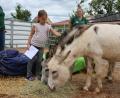 Bild: sne
Die Kinder freuen sich besonders über die Esel Fridolin und Luigi.