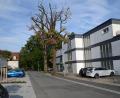 Bild: ak
Die beiden abgestorbenen Eichen in der Bürgermeister-Högl-Straße müssen entfernt werden, um einer möglichen Gefährdung von Passanten und des Straßenverkehrs vorzubeugen.