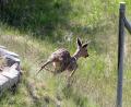Symbolbild: Bernd Wüstneck
Auf der Suche nach Nahrung kriechen Rehe durch Löcher im Wildschutzzaun.