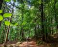 Symbolbild: Andreas Drouve/Dpa
Ob Wandern im Wald oder Radlfahren – in Ostbayern gibt es dazu viele Möglichkeiten. Das haben im vergangenen Jahr Millionen Gäste bemerkt.